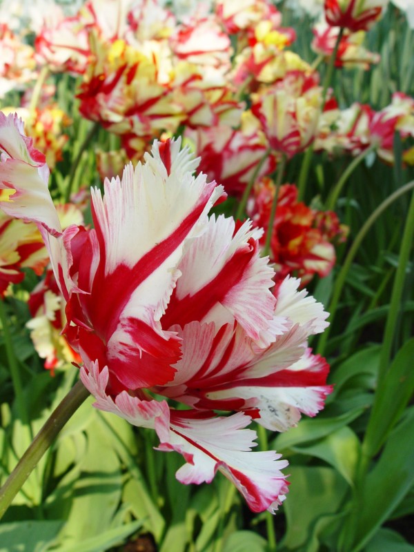 Papagei Tulpen im Garten und Topf – Wissenswertes, Pflegetipps und Sorten maler strichen tulpen