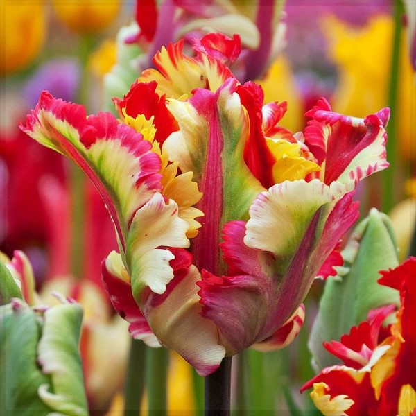 Papagei Tulpen im Garten und Topf – Wissenswertes, Pflegetipps und Sorten regenbogen hübsch schön