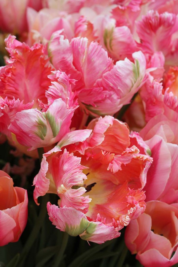 Papagei Tulpen im Garten und Topf – Wissenswertes, Pflegetipps und Sorten rosa tulpen parrot