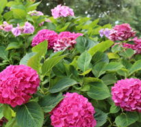 5 Pflegetipps für die schönsten rosa Hortensien in Ihrem Garten