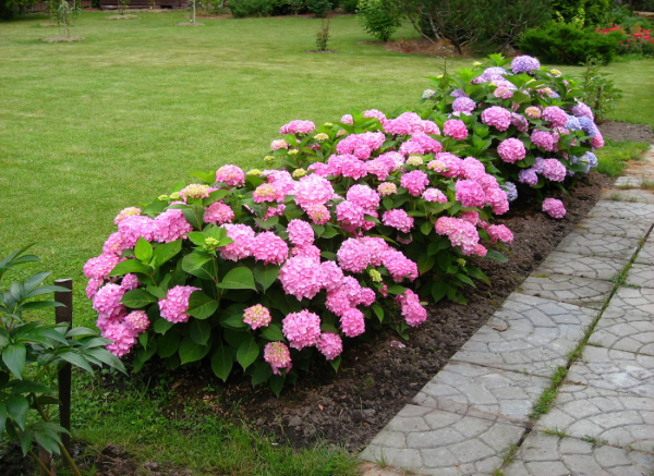 Rosa Hortensien im Gartenbeet schöner Blickfang düngen fördert das Wachstums der Gartenblumen