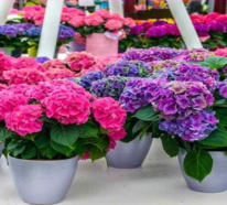 5 Pflegetipps für die schönsten rosa Hortensien in Ihrem Garten