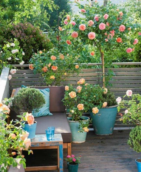 Topfrosen Pflege Rosen im Kübel Balkonpflanzen