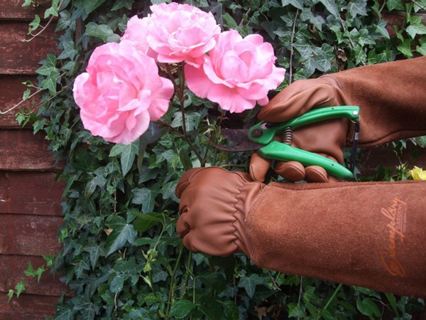 Topfrosen pflegen Rosen im Kübel Gartenblumen Rosen