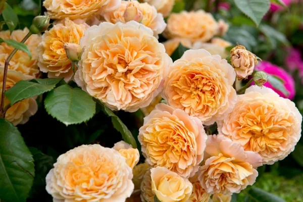 kletterrosen englische rosen pflegen