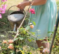 Kletterrosen richtig pflegen – 7 Tipps für mehr Blütenzauber und himmlischen Duft im Garten