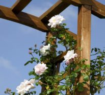 Kletterrosen richtig pflegen – 7 Tipps für mehr Blütenzauber und himmlischen Duft im Garten