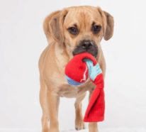 Hundespielzeug aus alten Socken basteln – 6 einfache Ideen zum Nachmachen