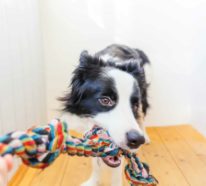 Hundespielzeug aus alten Socken basteln – 6 einfache Ideen zum Nachmachen