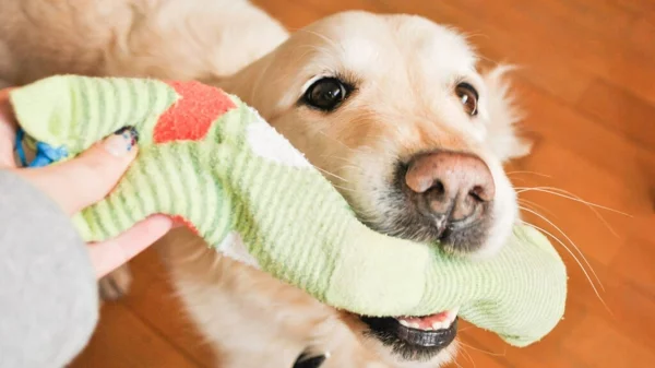 Hundespielzeug basteln Spielzeug aus alten Socken