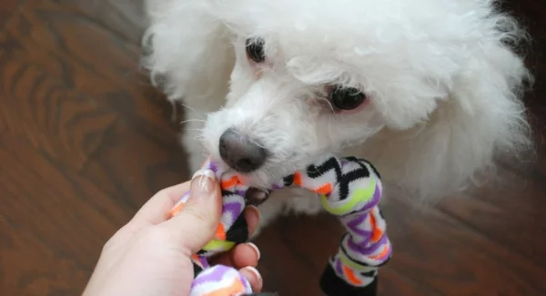 Hundespielzeug basteln aus alten Socken