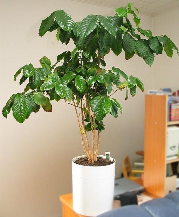 Kaffeepflanze Pflege Tipps und Wissenswertes für kaffeeliebende Hobbygärtner große pflanze im topf