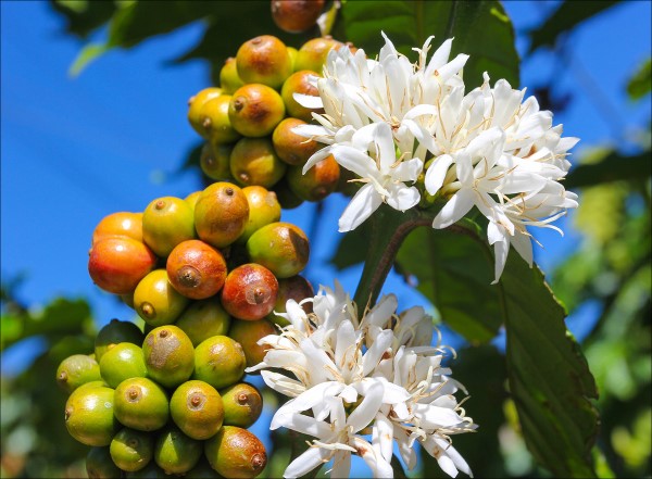Kaffeepflanze Pflege Tipps und Wissenswertes für kaffeeliebende Hobbygärtner kaffee blüte und frucht kirsche