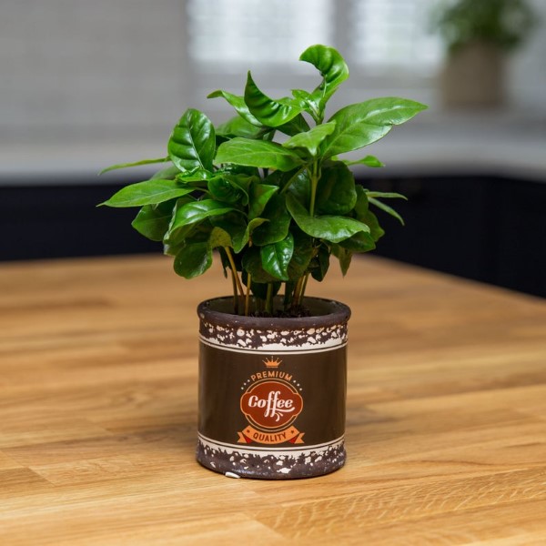 Kaffeepflanze Pflege Tipps und Wissenswertes für kaffeeliebende Hobbygärtner kaffee pflanze in kaffee tasse