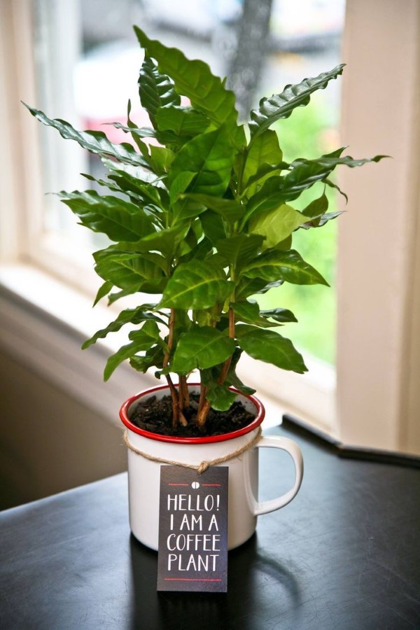 Kaffeepflanze Pflege Tipps und Wissenswertes für kaffeeliebende Hobbygärtner kaffee pflanze küchen deko