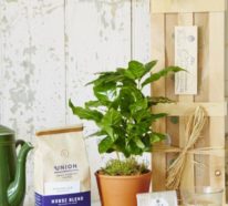 Kaffeepflanze Pflege Tipps und Wissenswertes für kaffeeliebende Hobbygärtner