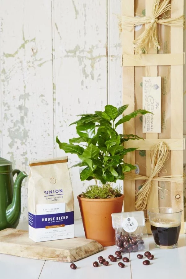 Kaffeepflanze Pflege Tipps und Wissenswertes für kaffeeliebende Hobbygärtner kaffee pflanze zierpflanze