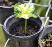 Kaffeepflanze Pflege Tipps und Wissenswertes für kaffeeliebende Hobbygärtner