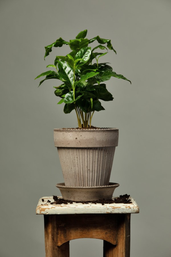 Kaffeepflanze Pflege Tipps und Wissenswertes für kaffeeliebende Hobbygärtner kleine zierpflanze kaffee in topf