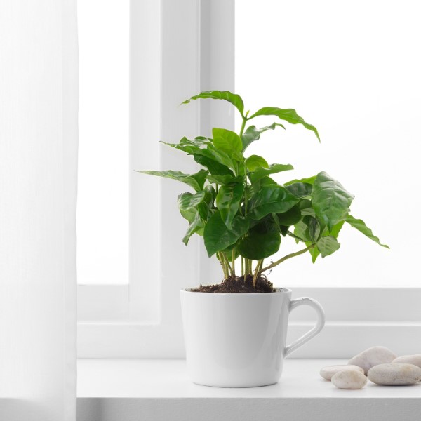 Kaffeepflanze Pflege Tipps und Wissenswertes für kaffeeliebende Hobbygärtner ostfenster kaffee pflanze