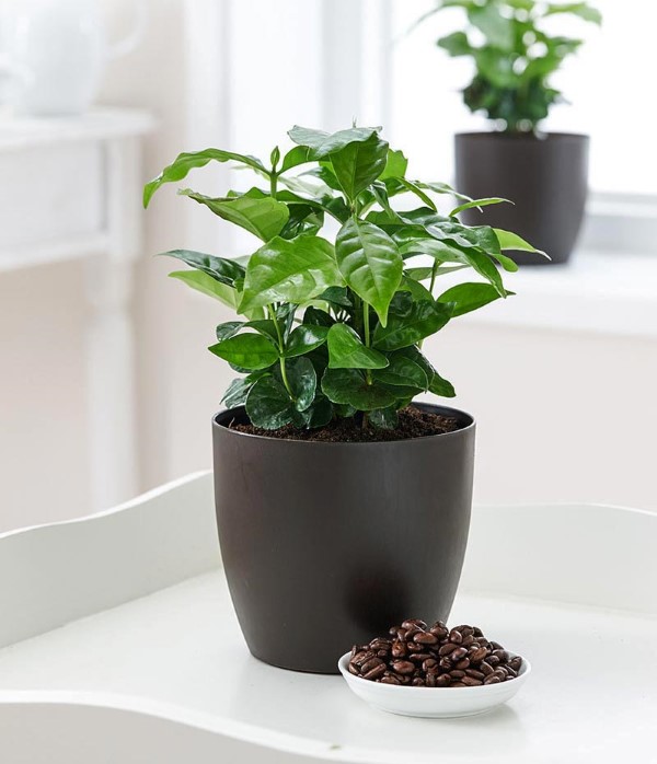 Kaffeepflanze Pflege Tipps und Wissenswertes für kaffeeliebende Hobbygärtner schwarzer topf matte kaffee