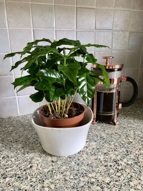 Kaffeepflanze Pflege Tipps und Wissenswertes für kaffeeliebende Hobbygärtner zierpflanze kaffee zu hause