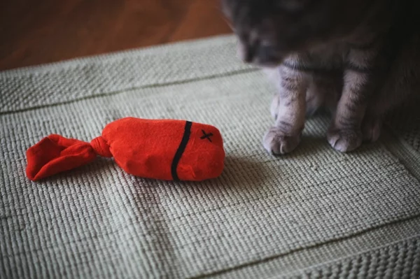 Katzenspielzeug Spielzeug mit Socken basteln Haustiere