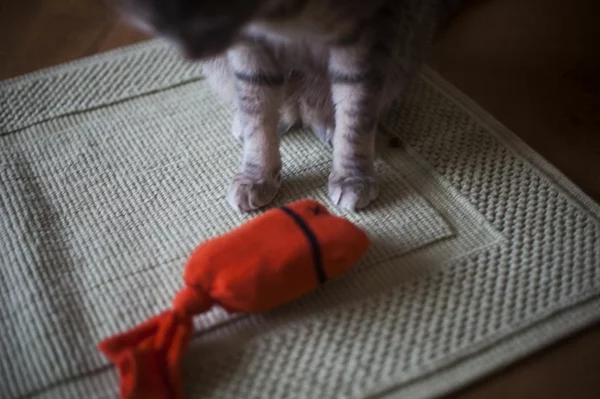 Katzenspielzeug Spielzeug mit Socken basteln Tierwelt