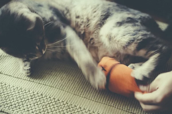 Katzenspielzeug selber machen Spielzeug mit Socken basteln