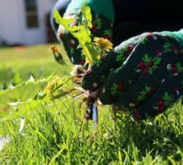Unkraut entfernen: Einige effektive Methoden, wie Sie das Unkraut in Ihrem Garten jäten können