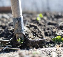 Unkraut entfernen: Einige effektive Methoden, wie Sie das Unkraut in Ihrem Garten jäten können