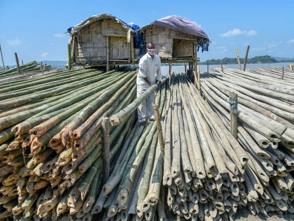 Wie schnell wächst Bambus Bambus ernten