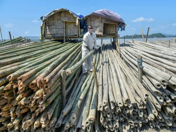 Wie schnell wächst Bambus Bambus ernten