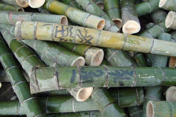 Wie schnell wächst Bambus Bambushalme abgeschnitten