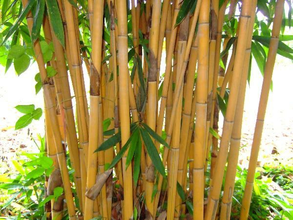 Wie schnell wächst Bambus Bambushalme