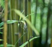 Wie schnell wächst Bambus und andere interessante Fakten über die erstaunliche Pflanze