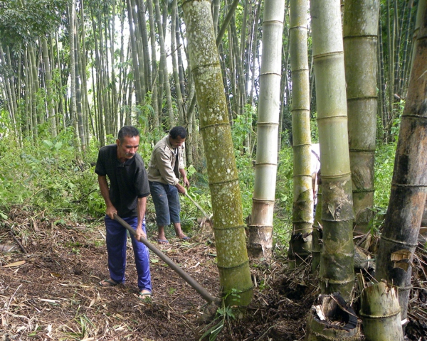 Wie schnell wächst Bambus Bambuspflanzen Bambus Wachstum