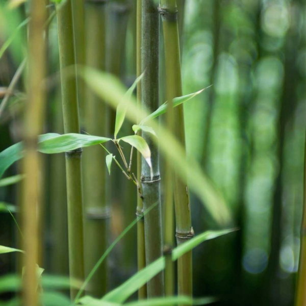 Wie schnell wächst Bambus Bambuspflanzen