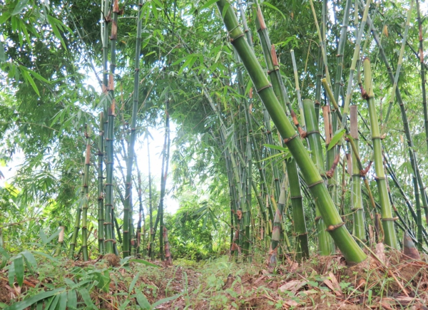Wie schnell wächst Bambus Bambuswald Asien