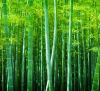 Wie schnell wächst Bambus und andere interessante Fakten über die erstaunliche Pflanze