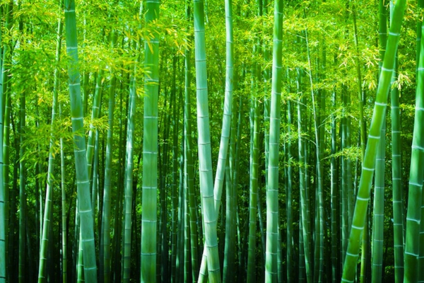 Wie schnell wächst Bambus Bambuswald Bambus Wachstum