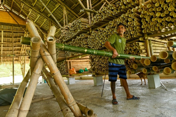 Wie schnell wächst Bambus Bauindustrie Bambus Wachstum