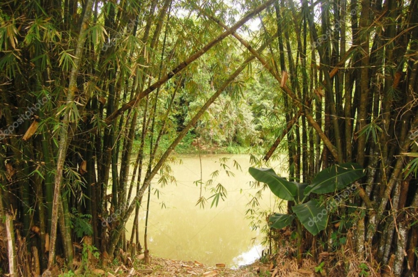 Wie schnell wächst Bambus Wasserfluss