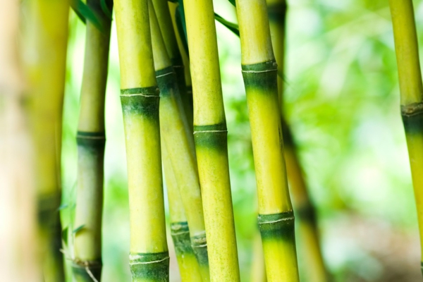 Wie schnell wächst Bambus Wissenswerte Information