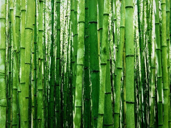 Wie schnell wächst Bambus Wissenswertes
