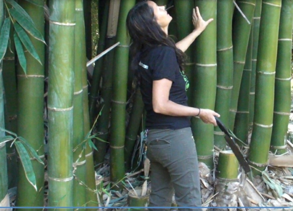 Wie schnell wächst Bambus und andere interessante Fakten
