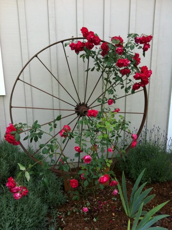 metallenes Rad als Rankhilfe für die roten Rosen 