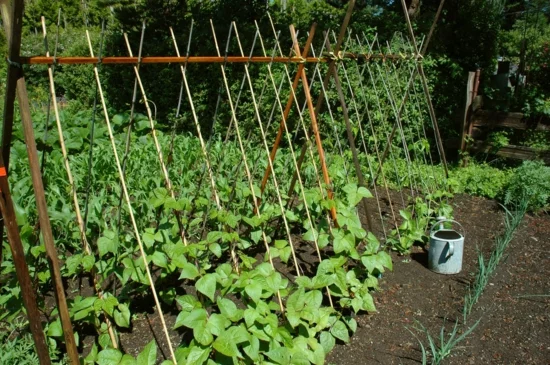 Einfache DIY Rankhilfen fürs Gemüse aus Stöcken 