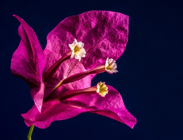 Bougainvillea Pflege Tipps und Wissenswertes über die Drillingsblume lila blüte nahaufnahme