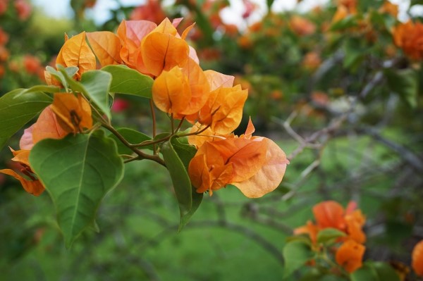 Bougainvillea Pflege Tipps und Wissenswertes über die Drillingsblume orange blumen garten